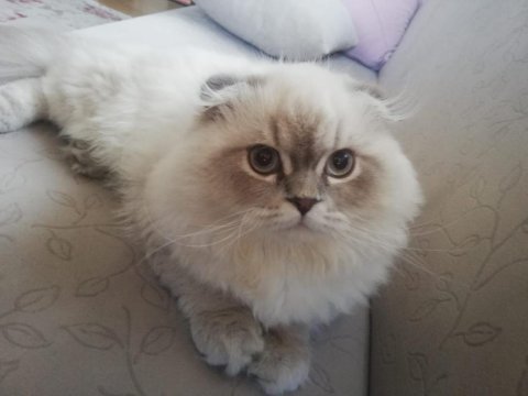2 yaşında dünya tatlısı scottish fold oğlumuz