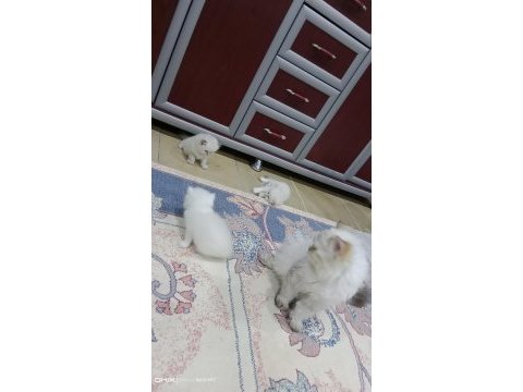 Secereli anne babanin güzeller güzeli yavruları