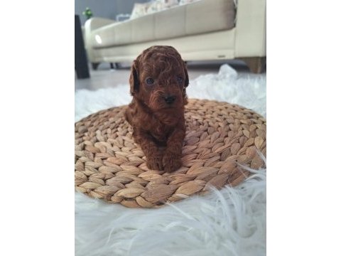 Poodle bebekler