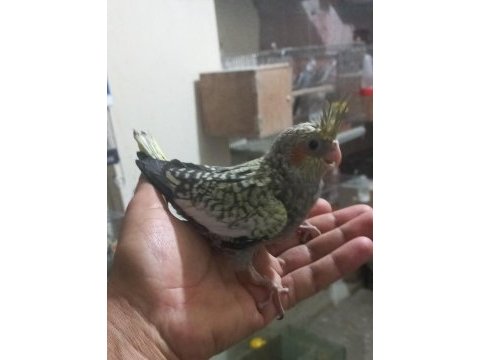 Sağlıklı ısırma huyu olmayan bebek sultanlar