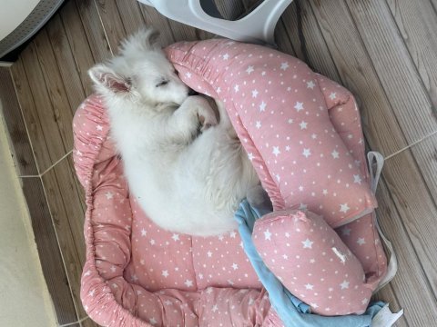 Rus finosu 5 aylık köpeğimiz