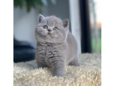 Tospik kedimiz gri british shorthair 