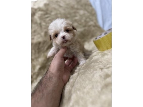 Orijinal maltipoo yavruları