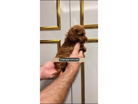 Red toy poodle