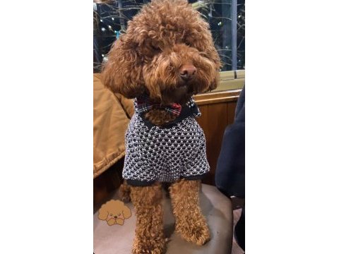 Toy poodle 2 erkek
