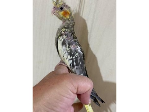 38 günlük el besleme evcil sultan papağanı bebek