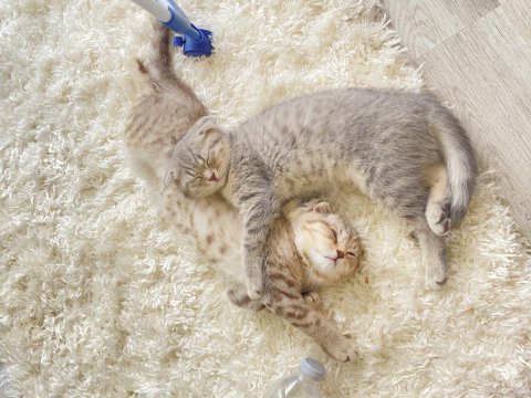 Scottish fold kedilerim yeni yuvalarını arıyorlar
