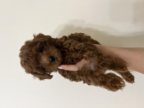 Erkek teacup kore poodle