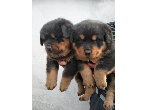 Erkek ve dişi rottweiler yavrular