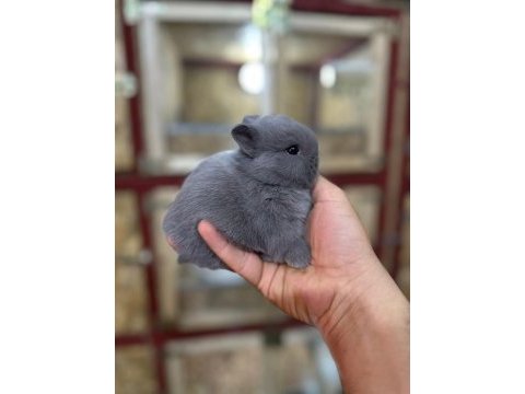 Cüce tavşan (nedherland dwarf)