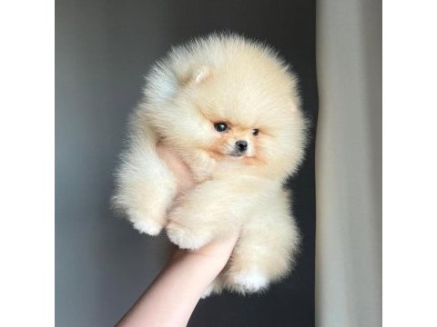 Göz alıcı tüy yapısına sahip pomeranian boo