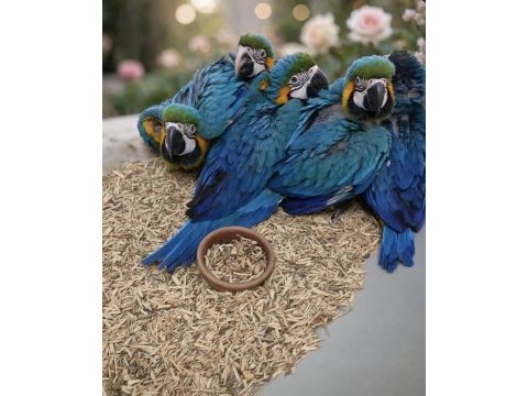 Yasal belgeli faturalı çipli macaw