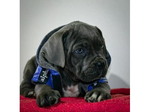 Dev cane corso yavrularımız