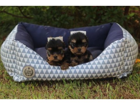 Tea cup yorkshire terrier yavruları