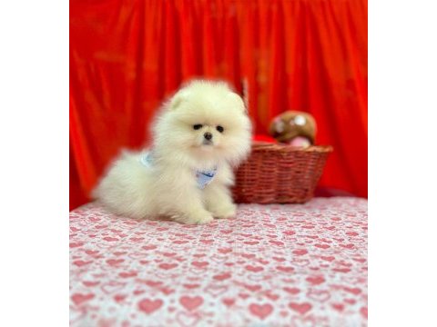 Patilivosvos pamuk şekerleri pomeranian köpekler