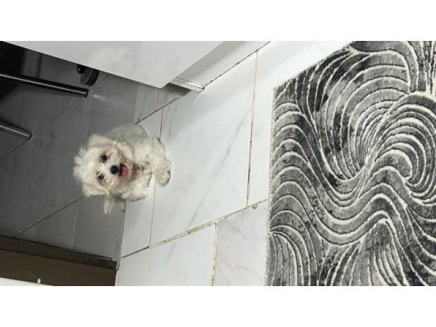Maltese terrier düz tüylü