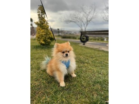 Erkek pomeranian boo çift testis eşleşme tecrübeli