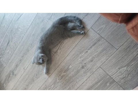 2 aylık çok uysal british shorthair