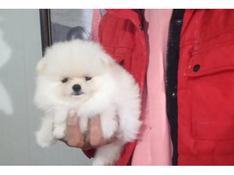 Orijinal pomeranian boo