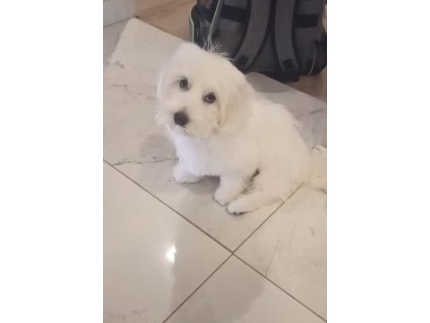 İzmir maltese köpeğimiz