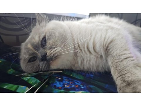 Blue point british shorthair ücretsiz