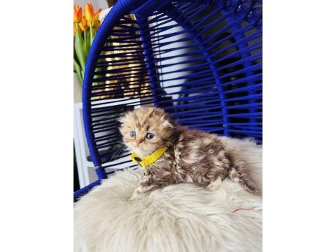 Scottish fold longhair golden tabby