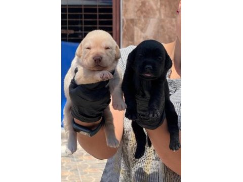 Labrador yavrularımız