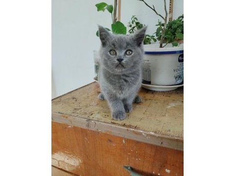 British shorthair 2 aylık