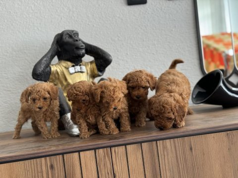 Teacup toy poodle
