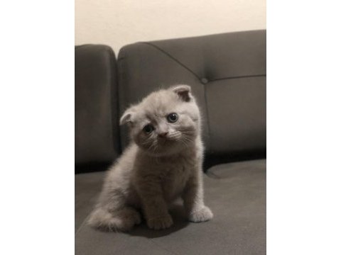 Scottish fold blue point