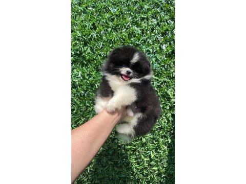 Irk ve sağlık garantili ayıcık surat pomeranian boo bebekler