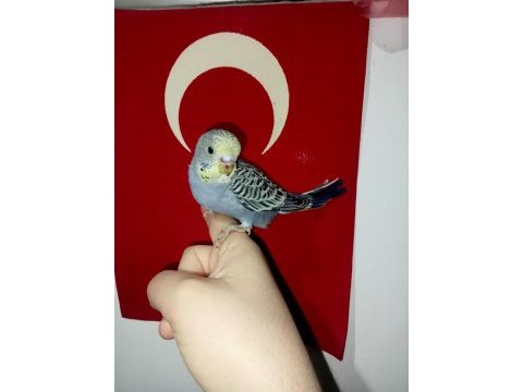 Yavru muhabbet kuşu