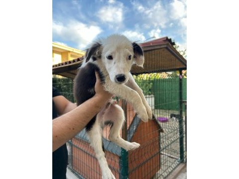 3 aylık orjinal border collie yavruları