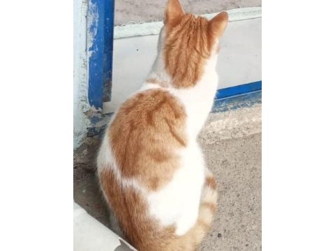 Kaza geçirmiş kısır sarman kedime acil yuva arıyorum.