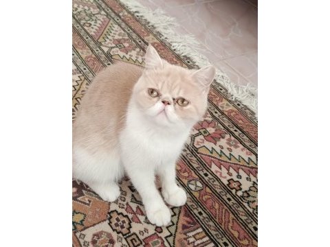 Dişi exotic shorthair