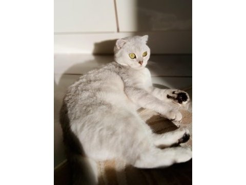 Scottish fold silver
