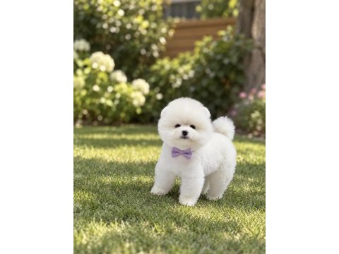 Kar beyaz pomeranian boo miniğimiz