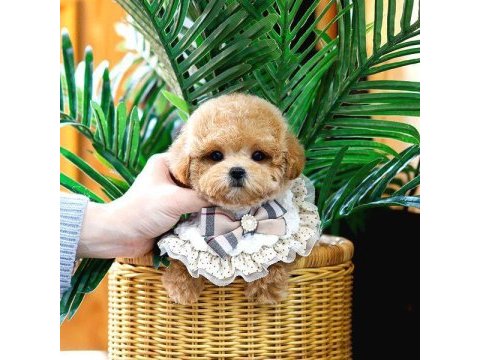 Toy poodle köpeğimiz