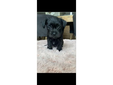 45 günlük 5 yavru yorkshire terrier