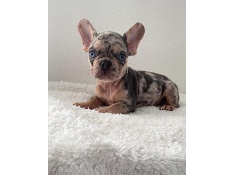 Ev bakımı french bulldog yavrularım