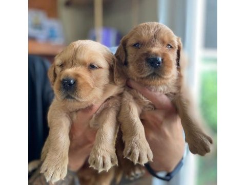 Bebek yüzlü golden retriever a kalite ırk