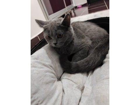 Tamamen sağlıklı 2 güzel british shorthair