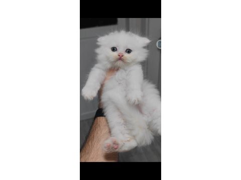 British longhair kedisi