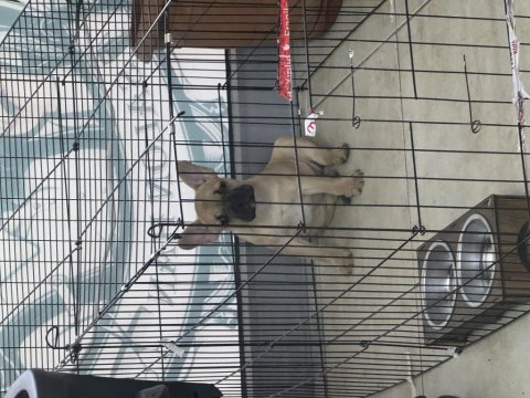 3-4 aylık dişi french bulldog