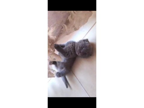 Safkan scottish fold bebeklerimiz