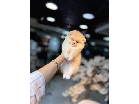 Pomeranian boo 60 günlük köpekler