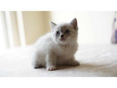 Veteriner kontrollü 45 günlük scottish fold yavrular