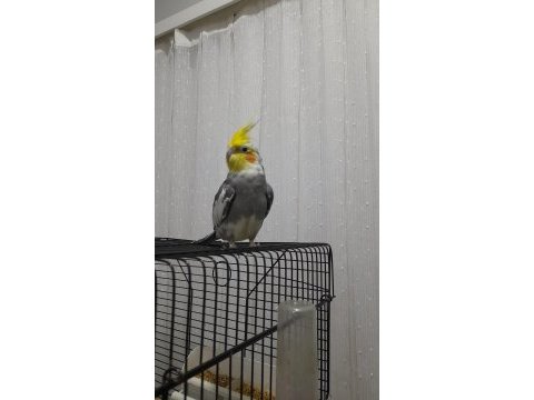Ev beslemesi sultan papağanları