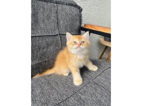 Golden erkek bebek british shorthair
