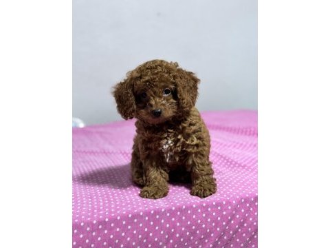 Kore kan toy poodle sahiplendirme